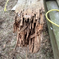 Carpenter Ant Damage