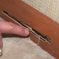 Termite Damage