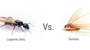 Carpenter Ant vs Termite - winged